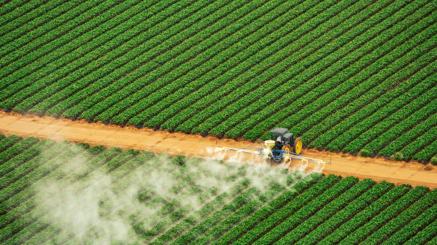 Best Ant Control Services  in Oak Trail Shores, TX