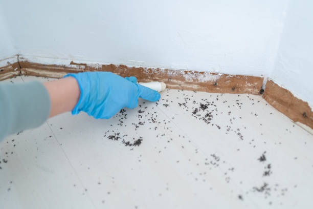 Best Local Pest Control Services  in Oak Trail Shores, TX