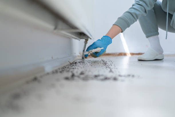 Best Pest Control Near Me in Oak Trail Shores, TX